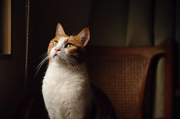 Animals, Cat, Color, Sight, Opinion, Armchair, White-Red, Green Eyes HD wallpaper