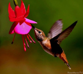 Hummingbird and flower, animal, pink, bird, red, hummingbird, flowers HD wallpaper