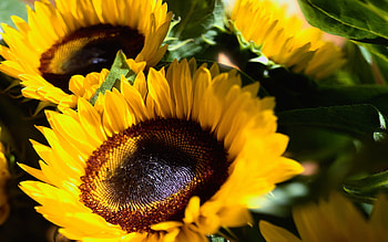 Plants, Flowers, Sunflowers HD wallpaper