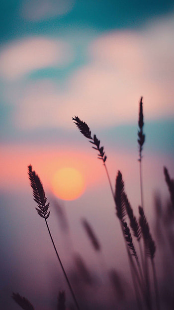 Sunset , backgrounds, Relaxing vibe, Breathtaking view HD phone wallpaper