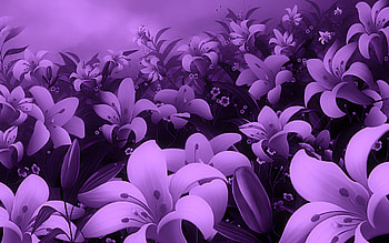 Purple Everywhere, purple, nature, flowers HD wallpaper