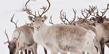 Caribou , Captivating , backgrounds, Stunning visuals HD wallpaper