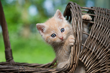 Cat, animal, kitten, paw HD wallpaper