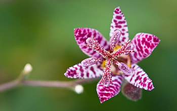 Orchid, pink, green, flower HD wallpaper