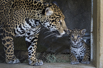 Animals, Jaguar, Young, Care, Joey, Mother HD wallpaper