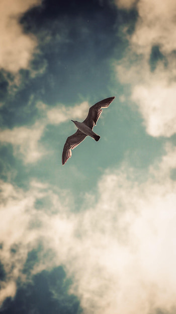 Animals, Sky, Clouds, Bird, Gull, Seagull, Wings HD phone wallpaper