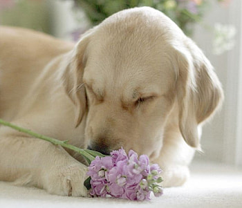 cool dog, graphy, animals, dogs, cool, cute, flowers HD wallpaper