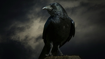 Raven , Gothic aesthetic, Mysterious charm, Bird's grace HD wallpaper
