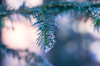 Macro, Blur, Smooth, Branch, Fir, Spruce, Frost, Hoarfrost HD wallpaper