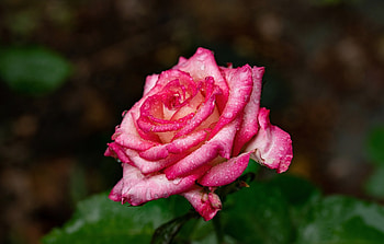 Rose, summer, pink, flower, green, trandafir, vara HD wallpaper