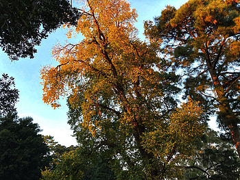 Golden Tree, Gold, Forest, Tree, Park, Spring HD wallpaper
