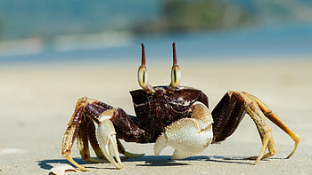 Ghost crab, Crabs HD wallpaper