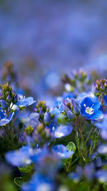 Blue Flowers, Nature, Flowers HD phone wallpaper