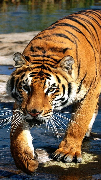 Tiger , Harimau HD phone wallpaper
