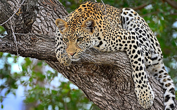Animals, Cheetah, Lie, To Lie Down, Predator, Big Cat HD wallpaper