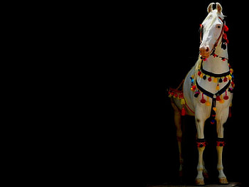Show horse, think mexico theme, horse, white, black, show, beauty, mexico HD wallpaper