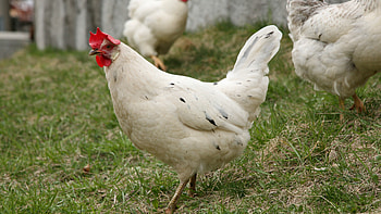 Leghorn, Hen HD wallpaper