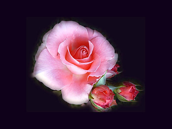 Pink Rose, rose, pink, beautiful HD wallpaper