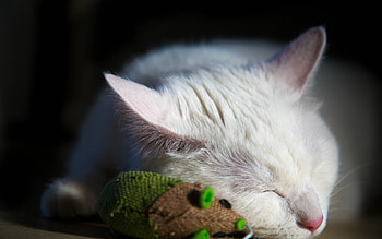 Cat Nap, white cat, animals, cats, napping, feline, sleeping HD wallpaper