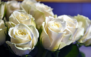 White Rose Bouquet FC, graphy, floral, beautiful, romance, beauty, still life, wide screen, flower, love, , Rose HD wallpaper