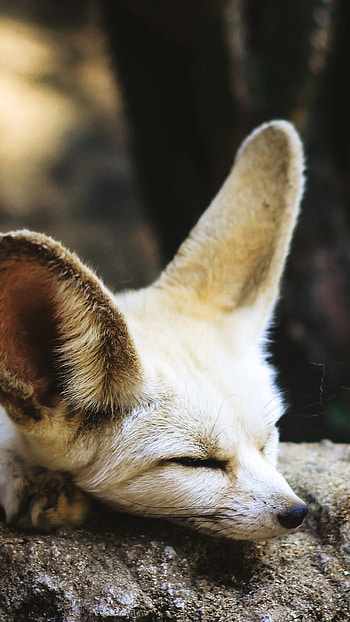 Sleeping fennec fox, , Peaceful slumber, Soft color palette HD phone wallpaper