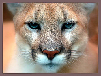 Big Cat, cool HD wallpaper