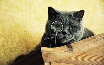 Animals, Cats HD wallpaper
