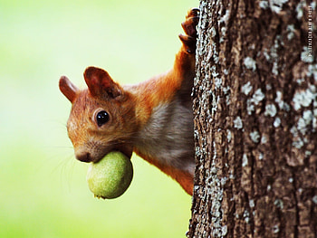 Animals, Squirrel HD wallpaper