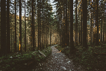 Dirt, pathway, forest, trees, nature HD wallpaper