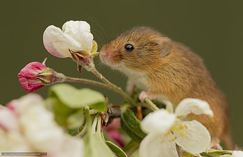 Mouse, animal, white, cute, spring, flower, green, soricel, harvest, rodent, blossom HD wallpaper