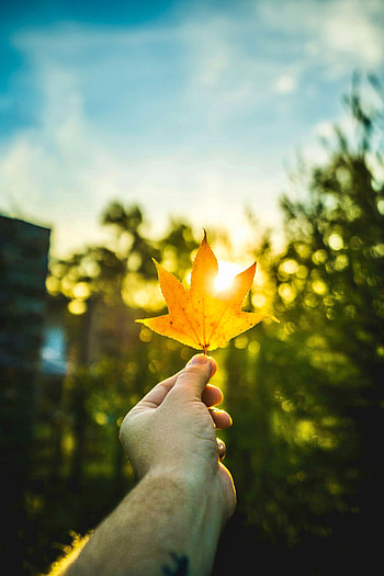 Glare, Hand, Miscellanea, Miscellaneous, Rays, Beams, Sheet, Leaf, Maple HD phone wallpaper
