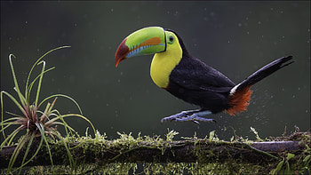 Toucan, Bird, Green, Sharp, Beak, Black, Red, Tree, Branch, Blur, Background Birds HD wallpaper