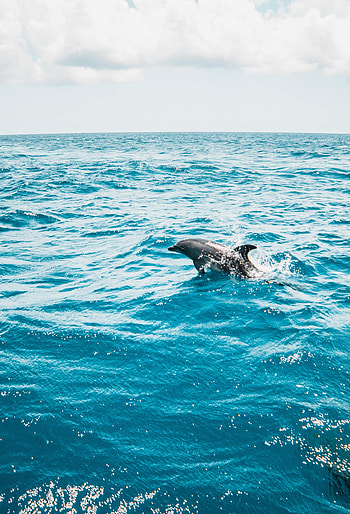 Animals, Water, Sea, Waves, Spray, Dolphin HD phone wallpaper