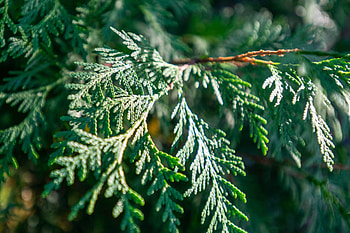 Eastern arborvitae, Purdue Fort Wayne, Nature's beauty, Green foliage HD wallpaper