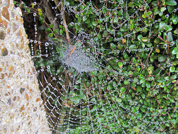Morning Dew, Morning, Spiders, Dewdrops, Droplets, Webs, Nature HD wallpaper