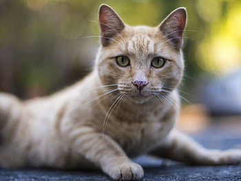 Cute cat, cute, cat, pet, animals HD wallpaper