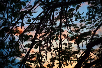 Trees, Sky, Leaves, Dark, Silhouette, Branches HD wallpaper