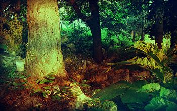 Nature, Forest, Vegetation, Color, Colors, Paints, Shades, Trunk, Overflows, Overflow, Tier HD wallpaper