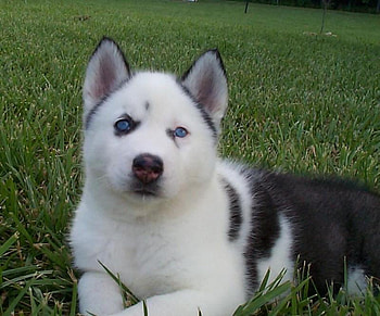 Siberian Husky Puppy, alaskan malmute, huskies, wolves, puppies, nature HD wallpaper