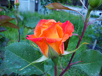 Plants, Flowers, Roses HD wallpaper