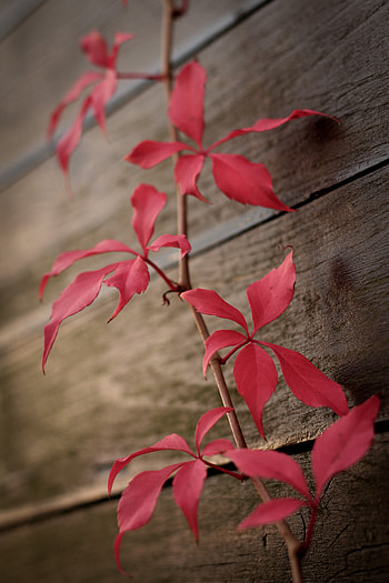 Leaves, Plant, Miscellanea, Miscellaneous, Ivy HD phone wallpaper