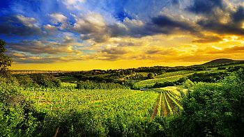 Hills of Vienna, Austrian capital, Stunning , Beautiful panorama HD wallpaper