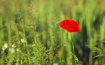 Flowers, Grass, Summer, Field, Poppy HD wallpaper