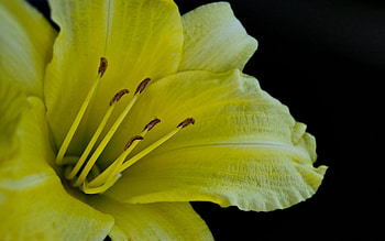 Flower, Macro, Lily HD wallpaper