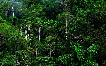 Nature, Forest, Wild, Thicket, Thickets HD wallpaper