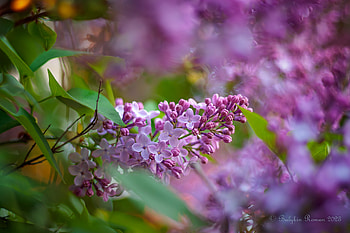 Vibrant Lilac Blossoms in Nature |, nature, lilac HD wallpaper