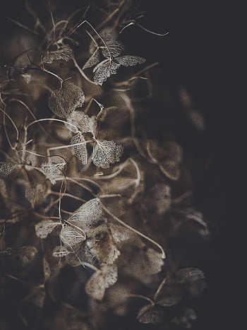 Leaves, Flower, Plant, Macro, Petals HD phone wallpaper