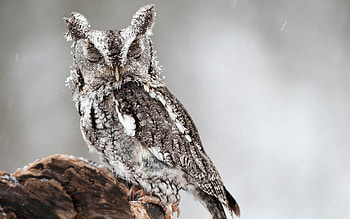 Animals, Owl, Bird, Predator, Sight, Opinion, Sleep, Dream HD wallpaper