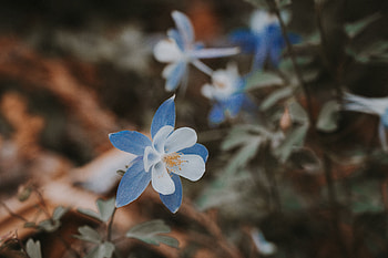 Flowers, Flower, Macro, Bloom, Flowering, Aquilegia HD wallpaper