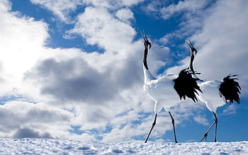 Animals, Birds, Cranes HD wallpaper